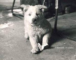 CHIEN 2
